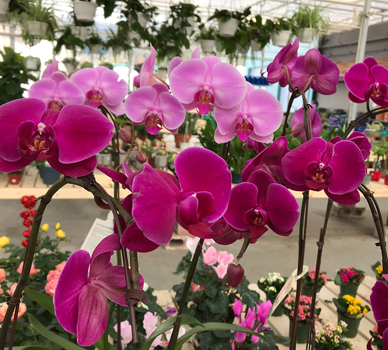 tropical flowers and plants bow valley garden centre canmore